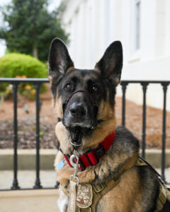 Photo of German Shepard, Phantom